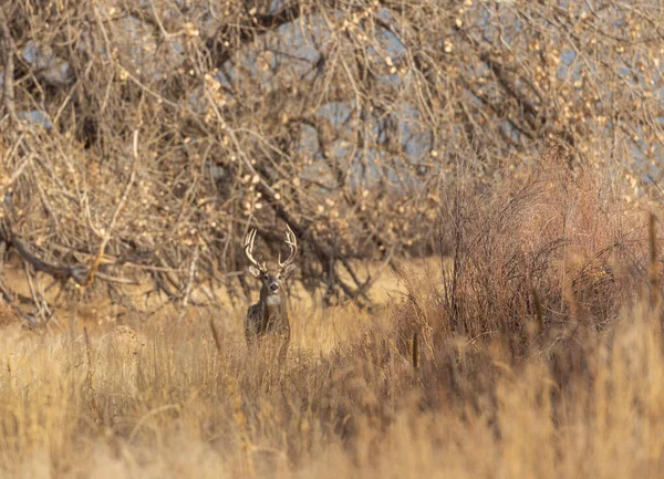 Jeleń Białogłowy Rucie Kolorado Jesienią — Zdjęcie stockowe