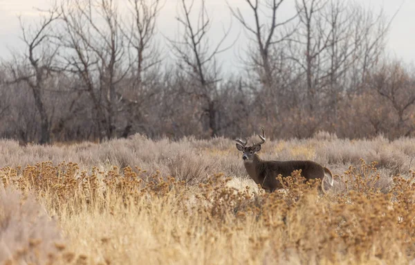 Whitetail Deer Buck Rut Colorado Autumn — Stock Photo, Image