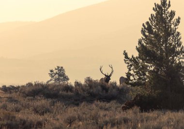 Wyoming 'deki sonbahar monotonluğu sırasında boğa ve inek geyiği.
