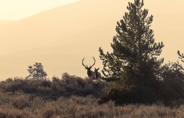 Wyoming 'deki sonbahar monotonluğu sırasında boğa ve inek geyiği.