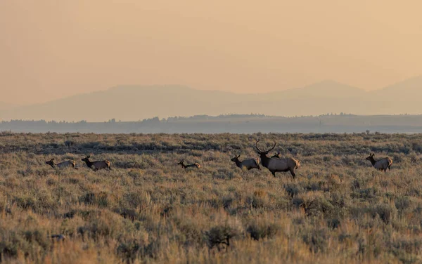 Taureau Wapiti Pendant Ornière Automne Dans Wyoming — Photo