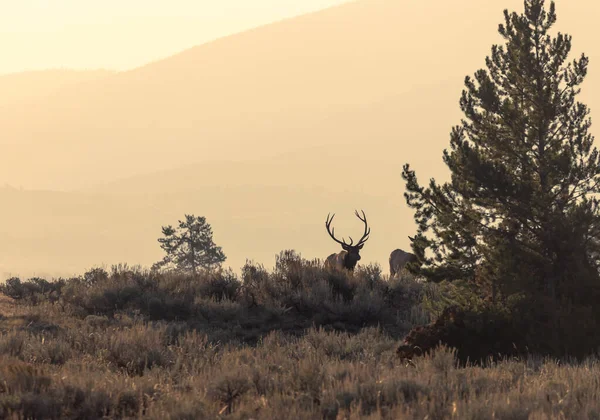 Wyoming 'deki sonbahar monotonluğu sırasında boğa ve inek geyiği.