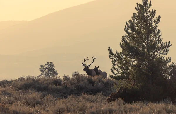 Bull Cow Elk Fall Rut Wyoming — Stock Photo, Image