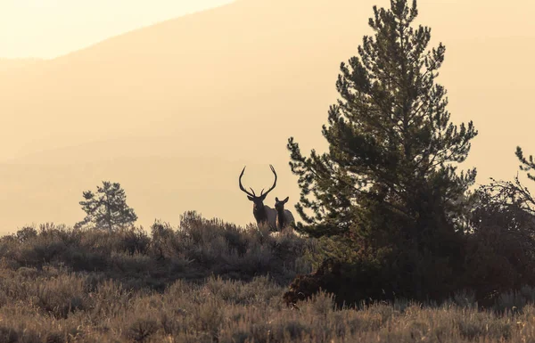 Wyoming 'deki sonbahar monotonluğu sırasında boğa ve inek geyiği.
