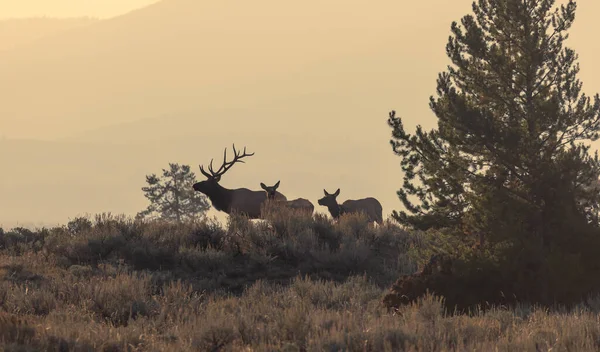 Wyoming 'deki sonbahar monotonluğu sırasında boğa ve inek geyiği.