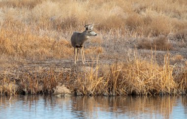 Colorado 'daki sonbahar monotonluğu sırasında bir gölün yanında geyik geyiği.