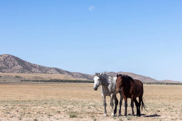 Schöne Wilde Pferde Sommer Der Wüste Utah — Stockfoto