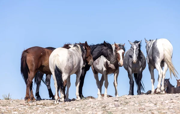 Belos Cavalos Selvagens Verão Deserto Utah — Fotografia de Stock