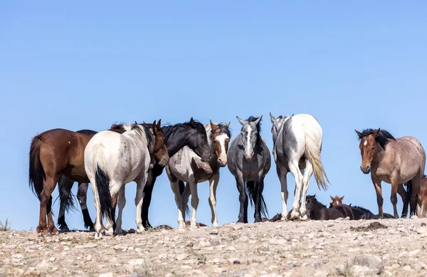 Utah Çölü'nde yaz aylarında güzel vahşi atlar