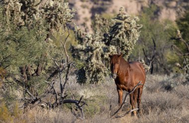 Tuz Nehri yakınında Arizona çölde vahşi bir at