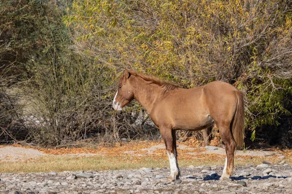 一匹野马在亚利桑那沙漠附近的盐河 — 图库照片