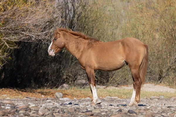 Cavallo Selvaggio Nel Deserto Dell Arizona Vicino Fiume Salt — Foto Stock