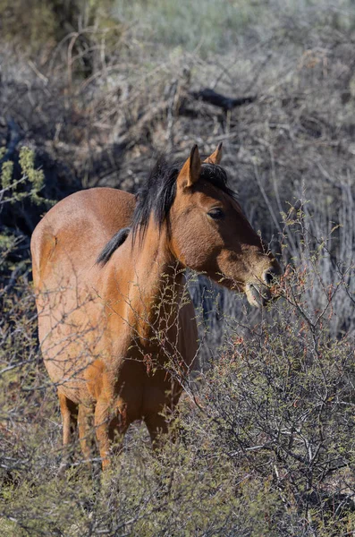 一匹野马在亚利桑那沙漠附近的盐河 — 图库照片