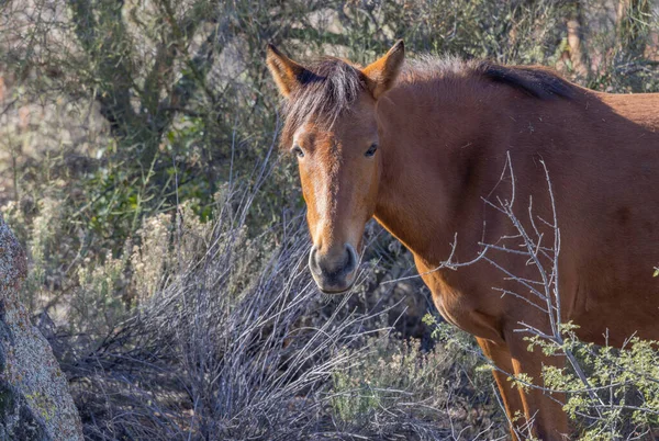 Cavallo Selvaggio Nel Deserto Dell Arizona Vicino Fiume Salt — Foto Stock