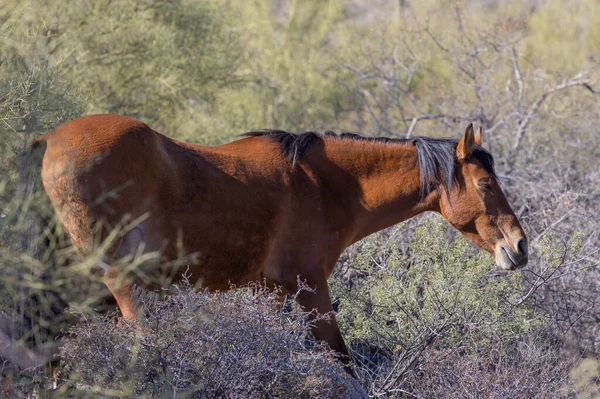 Дикая Лошадь Пустыне Аризона Недалеко Солт Ривер — стоковое фото
