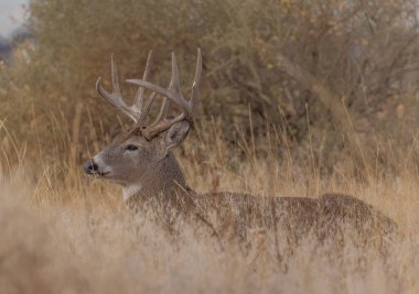 Colorado 'da sonbaharda tekdüze bir geyik sürüsü