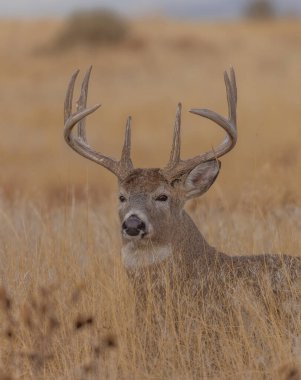 Colorado 'da sonbaharda tekdüze bir geyik sürüsü