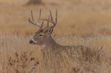 Colorado 'da sonbaharda tekdüze bir geyik sürüsü
