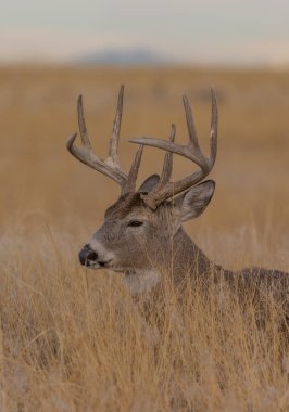 Colorado 'da sonbaharda tekdüze bir geyik sürüsü