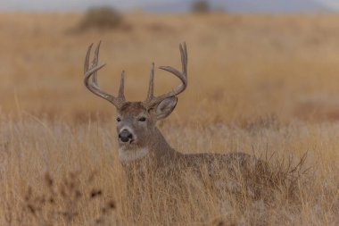 Colorado 'da sonbaharda tekdüze bir geyik sürüsü