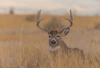 Colorado 'da sonbaharda tekdüze bir geyik sürüsü