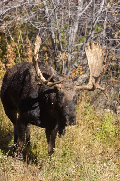 Een Stier Shiras Moose Het Najaar Wyoming — Stockfoto