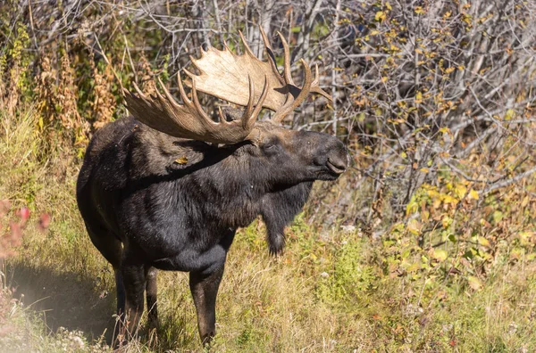 Een Stier Shiras Moose Het Najaar Wyoming — Stockfoto