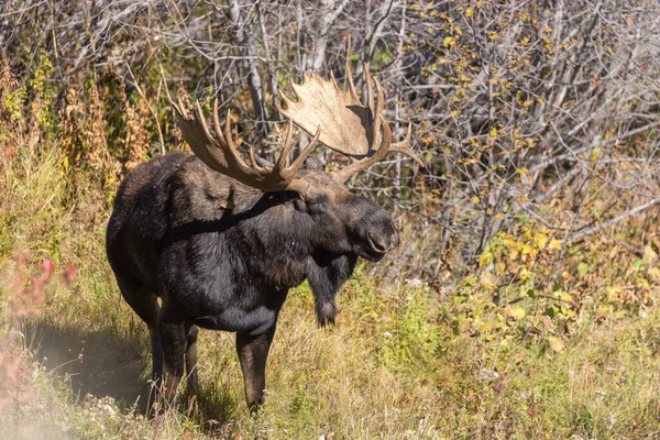 Een Stier Shiras Moose Het Najaar Wyoming — Stockfoto