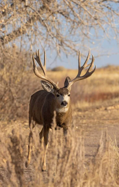 Ciervo Mula Buck Rutina Otoño Colorado —  Fotos de Stock