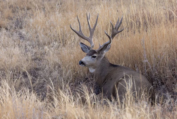 Ciervo Mula Buck Rutina Otoño Colorado —  Fotos de Stock