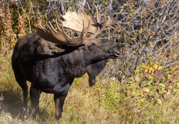 Toro Shiras Alce Wyoming Durante Rutina Otoño —  Fotos de Stock