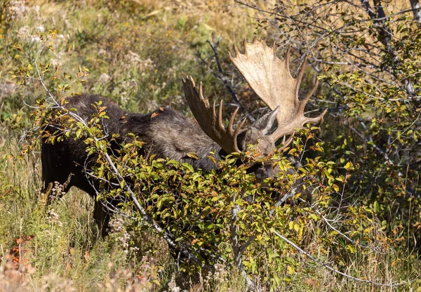 Een Stier Shiras Moose Wyoming Tijdens Val Sleur — Stockfoto