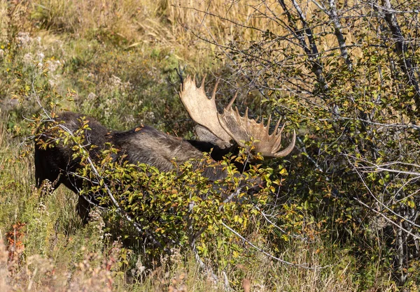 Een Stier Shiras Moose Wyoming Tijdens Val Sleur — Stockfoto