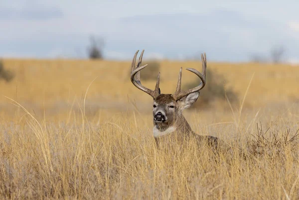 Whitetail Deer Buck Bedded Grass Fall Rut Colorado — Stockfoto