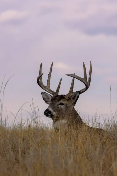 Whitetail Deer Buck Bedded Grass Fall Rut Colorado — Stockfoto