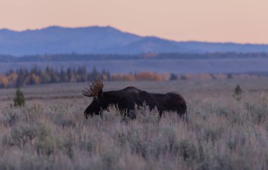 Güz ayında Grand Teton Ulusal Parkı 'nda gün doğumunda boğa geyiği.