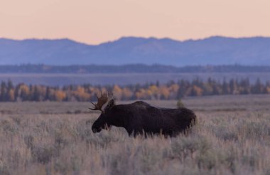 Güz ayında Grand Teton Ulusal Parkı 'nda gün doğumunda boğa geyiği.