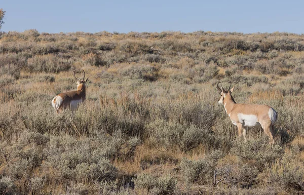 Een Paar Pronghorn Antilope Bucks Grand Teton National Park Wyoming — Stockfoto