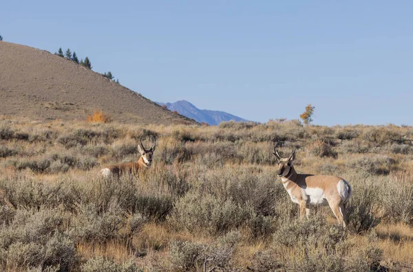 Grand Teton Ulusal Parkı Wyoming Sonbaharda Bir Çift Antilop Geyiği — Stok fotoğraf