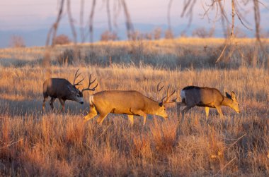 Colorado 'da sonbaharda çiftleşen katır geyiği