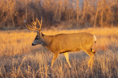 Colorado 'da sonbahar monotonluğu sırasında geyik avı.
