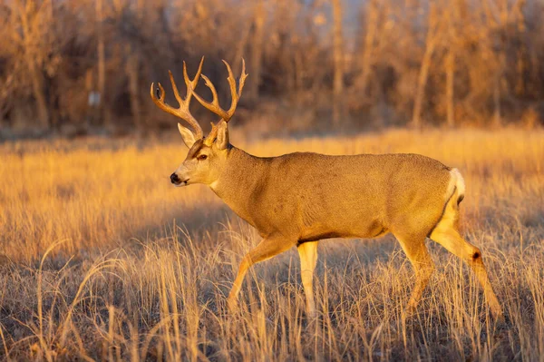 Ciervo Mula Buck Durante Rutina Otoño Colorado —  Fotos de Stock