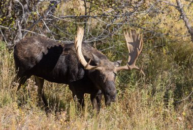 Sonbaharda Wyoming 'de bir boğa geyik çiftleşir.