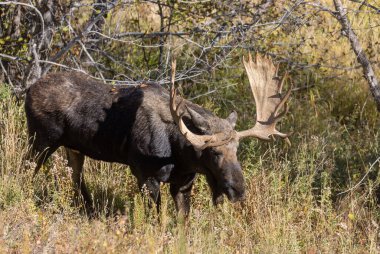 Sonbaharda Wyoming 'de bir boğa geyik çiftleşir.