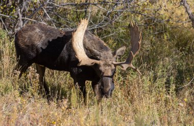 Sonbaharda Wyoming 'de bir boğa geyik çiftleşir.