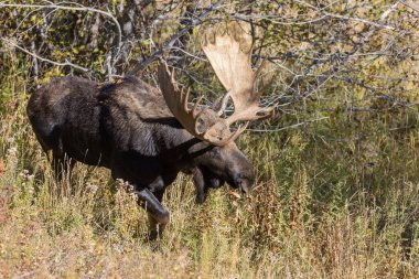 Sonbaharda Wyoming 'de bir boğa geyik çiftleşir.