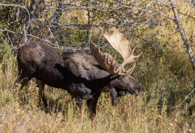 Sonbaharda Wyoming 'de bir boğa geyik çiftleşir.