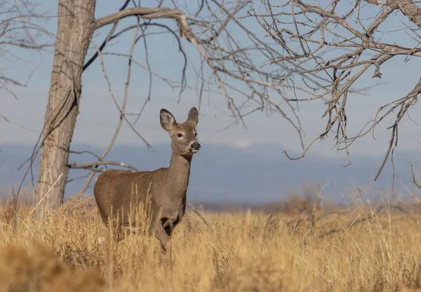 Whitetail Deer Doe Autumn Colorado — Stock Photo, Image