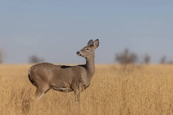 Whitetail Deer Doe Autumn Colorado — 图库照片