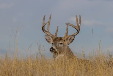 Colorado 'da sonbahar monotonluğu sırasında bir beyaz kuyruklu geyik